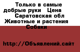Только в самые добрые руки › Цена ­ 350 - Саратовская обл. Животные и растения » Собаки   